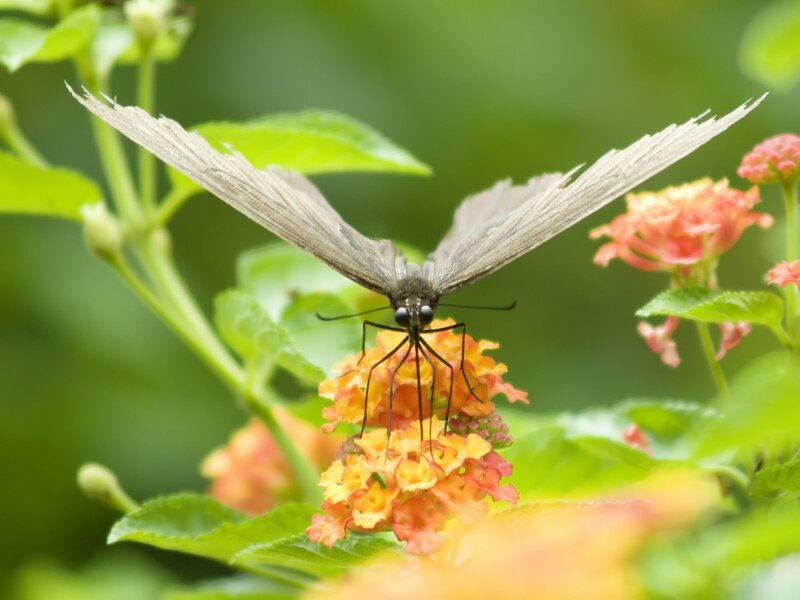 Black Butterfly on Flower — Green, Calm, Afternoon, Photograph