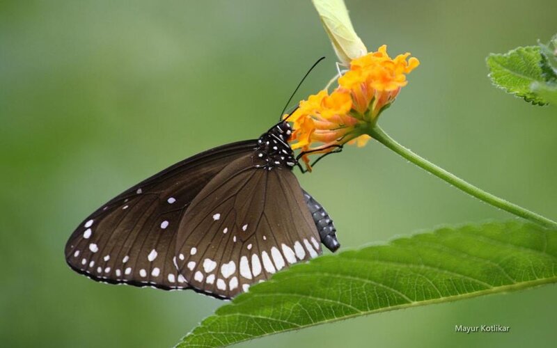 Black Butterfly on Flower — Green, Calm