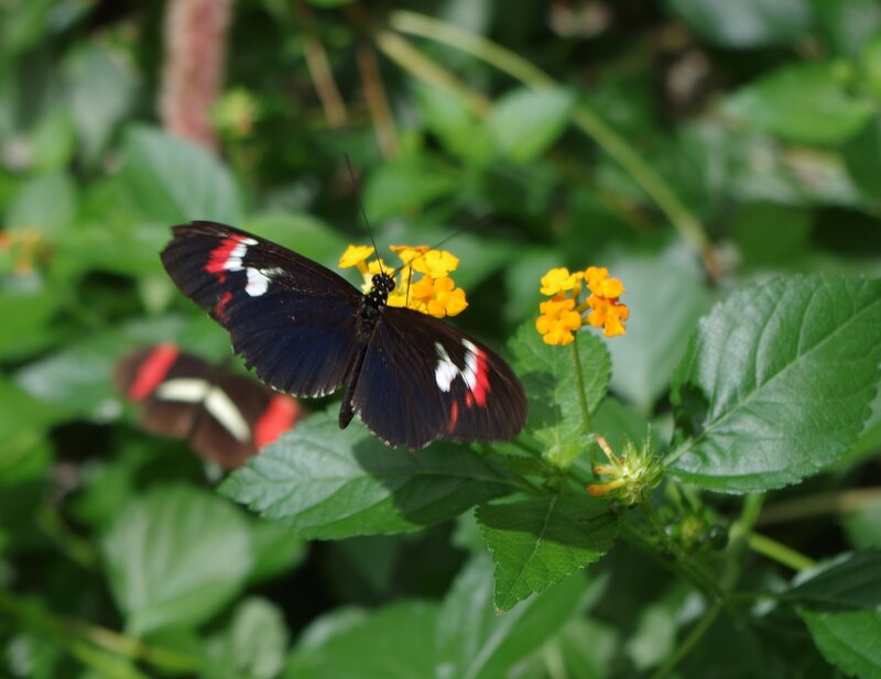 Black Butterfly on Flower — Green, Natural, Afternoon, Photograph