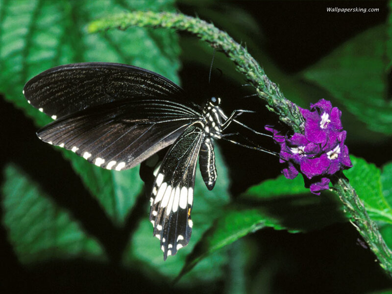 Black Butterfly on Flower — Green, Natural