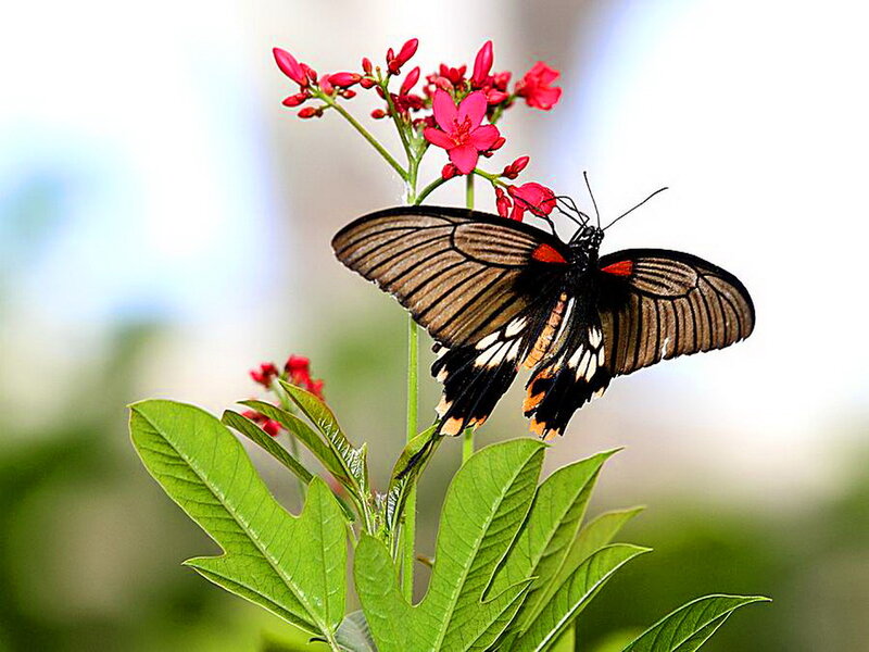 Black Butterfly on Flower — Green, Serene, Afternoon, Photograph