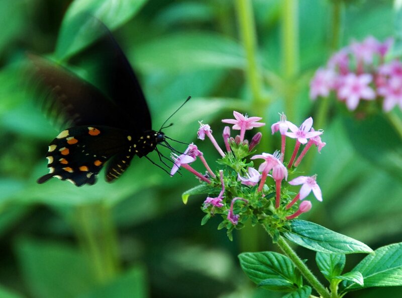 Black Butterfly on Flower — Green, Serene