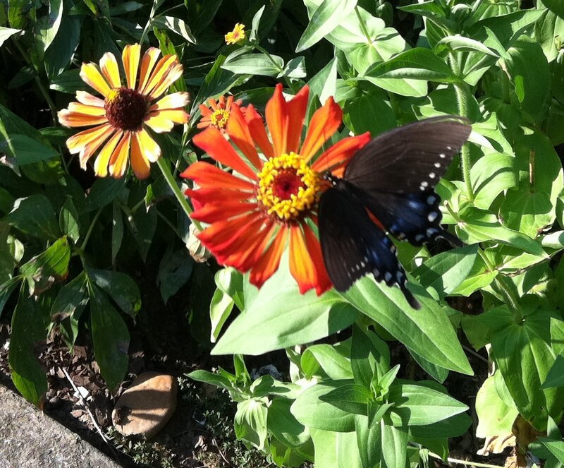 Black Butterfly on Flower — Green