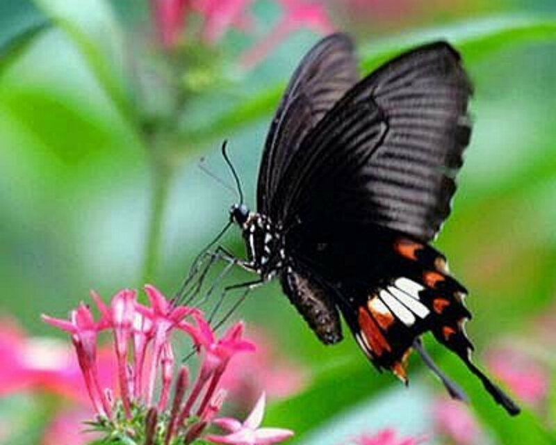 Black Butterfly on Flower — Natural, Afternoon