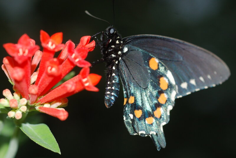 Black Butterfly on Flower — Natural