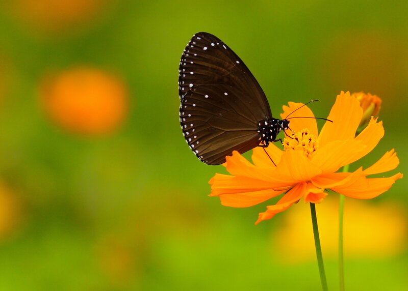 Black Butterfly on Flower — Orange, Serene, Afternoon