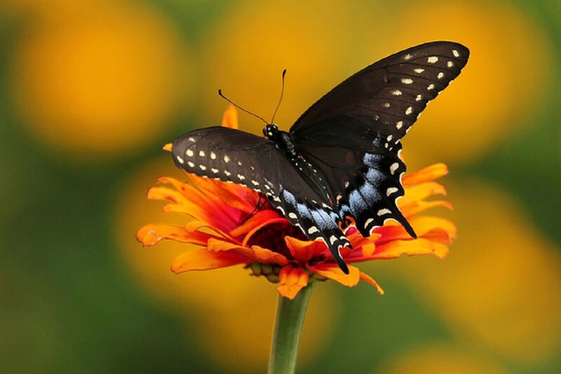 Black Butterfly on Flower — Orange, Serene