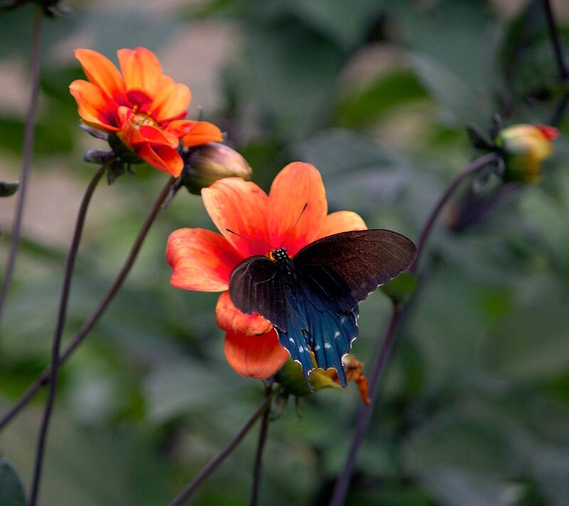 Black Butterfly on Flower — Orange