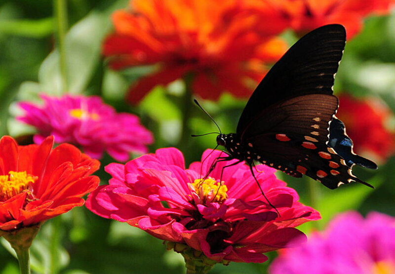 Black Butterfly on Flower — Pink, Calm, Afternoon, Photograph