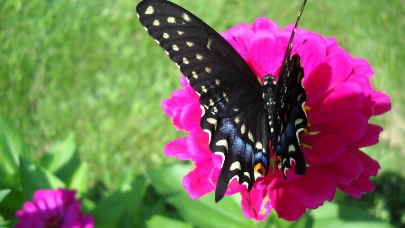 Black Butterfly on Flower — Pink, Calm, Afternoon