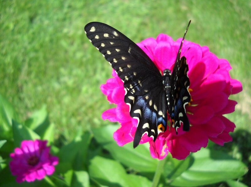 Black Butterfly on Flower — Pink, Calm