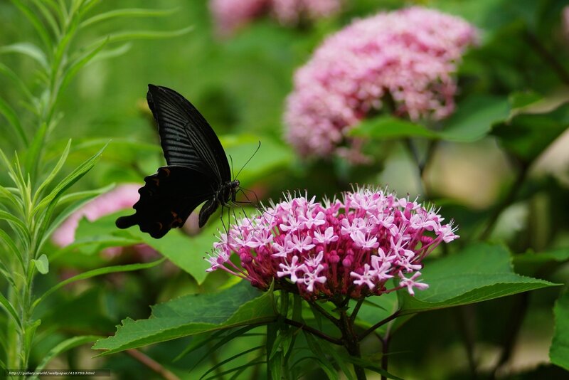 Black Butterfly on Flower — Pink, Serene, Afternoon
