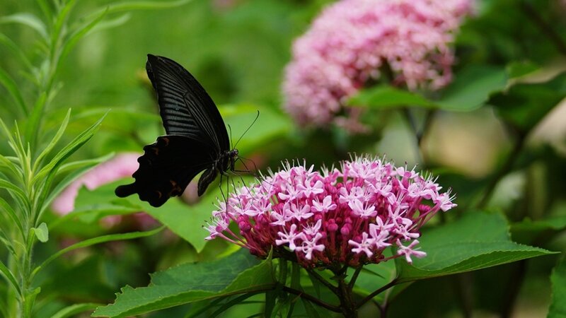 Black Butterfly on Flower — Pink, Serene, Summer, Photograph