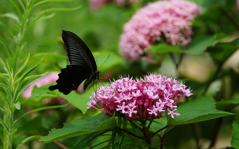 Black Butterfly on Flower — Pink, Serene, Summer