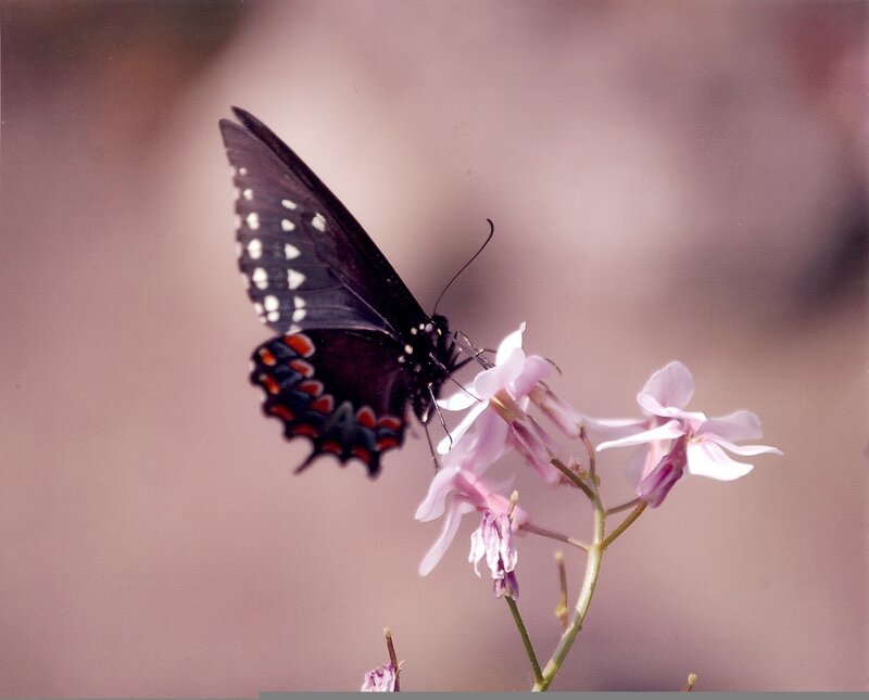 Black Butterfly on Flower — Pink