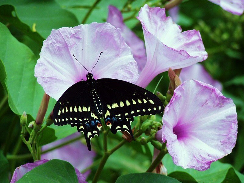 Black Butterfly on Flower — Purple, Serene, Afternoon