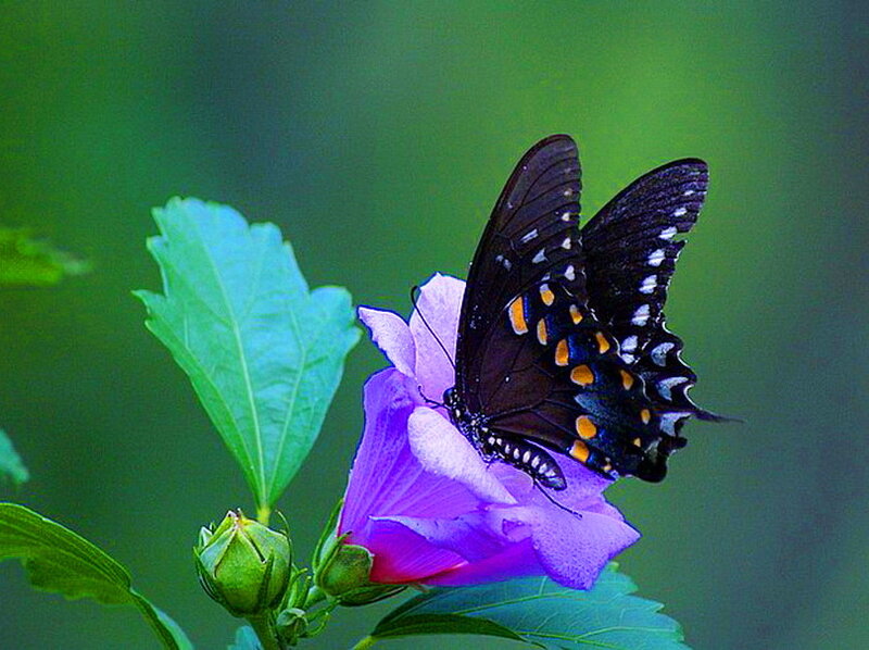 Black Butterfly on Flower — Purple, Serene