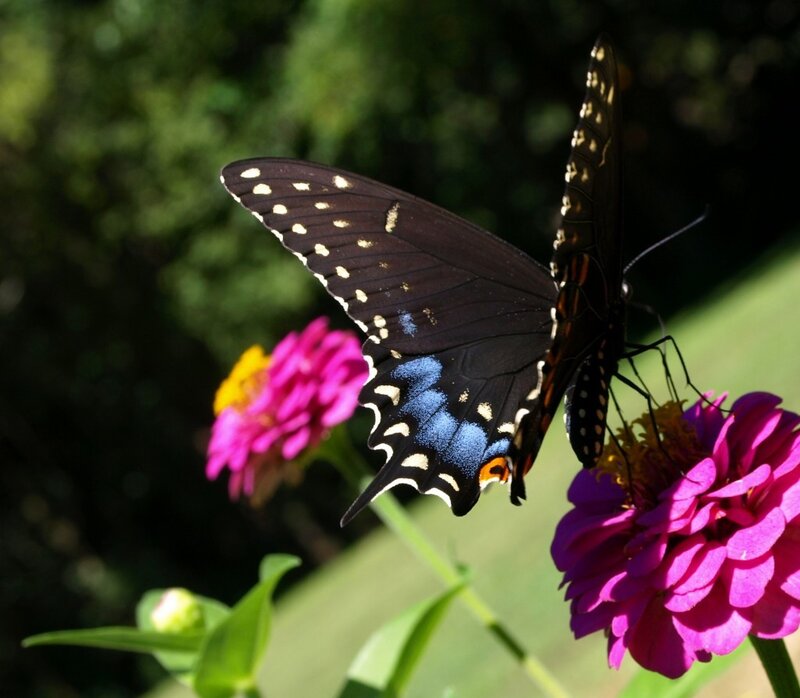Black Butterfly on Flower — Purple