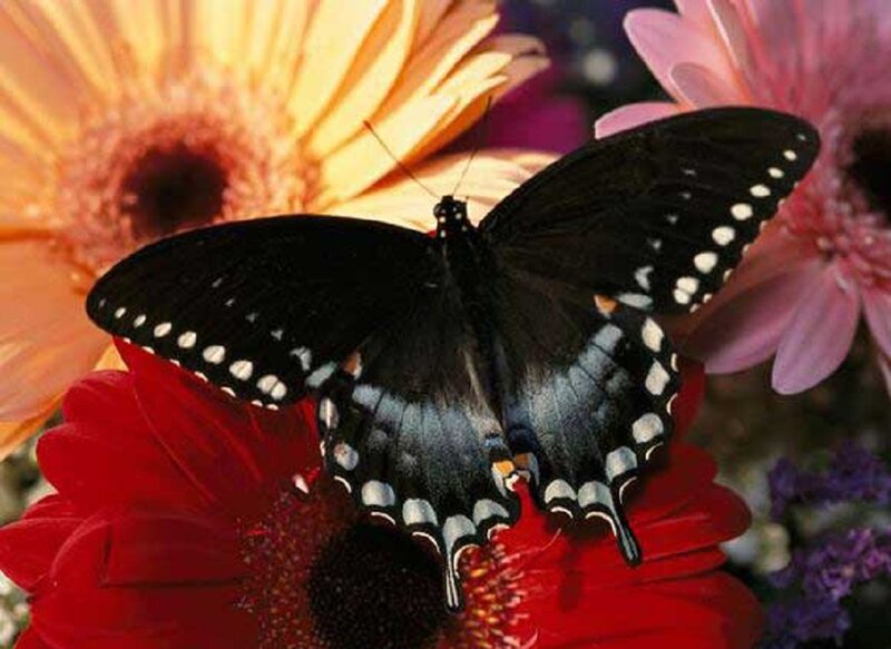 Black Butterfly on Flower — Red, Calm, Afternoon, Photograph