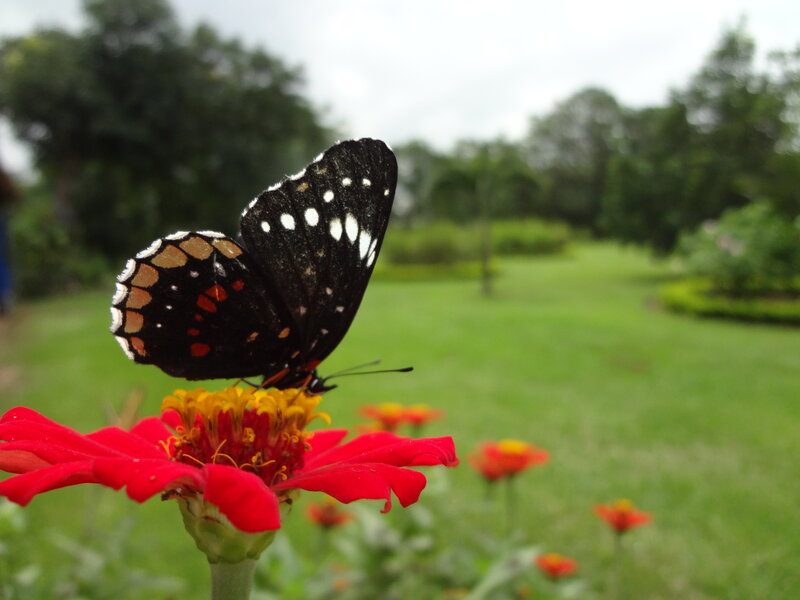 Black Butterfly on Flower — Red, Calm, Afternoon