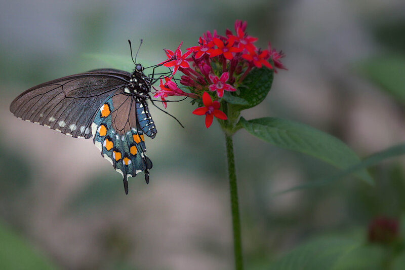 Black Butterfly on Flower — Red, Calm, Photograph