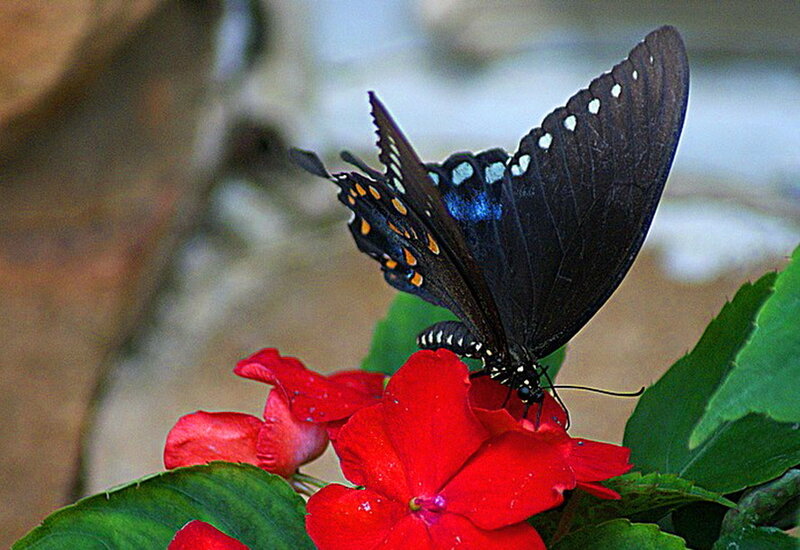 Black Butterfly on Flower — Red, Calm