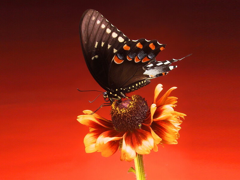 Black Butterfly on Flower — Red, Dramatic