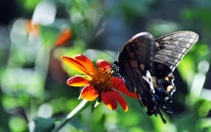 Black Butterfly on Flower — Red, Serene, Afternoon, Photograph
