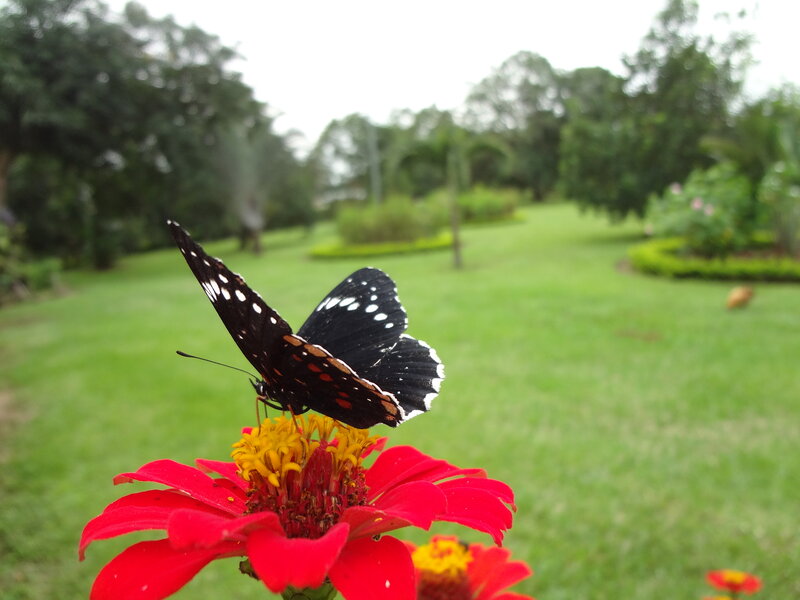 Black Butterfly on Flower — Red, Serene, Afternoon