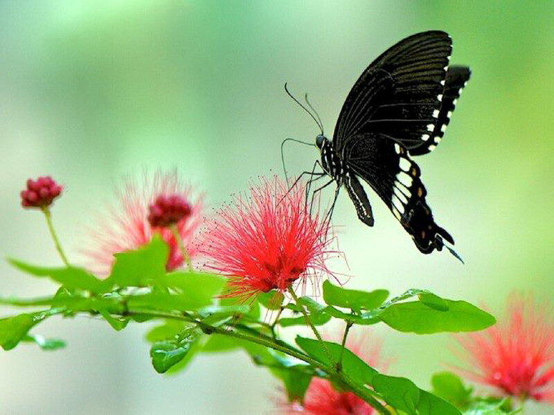Black Butterfly on Flower — Red, Serene