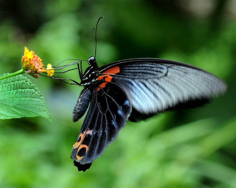 black butterfly on flower