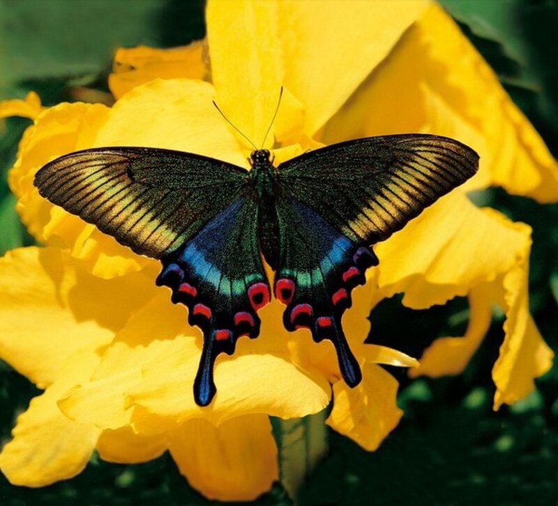 Black Butterfly on Flower — Yellow, Calm