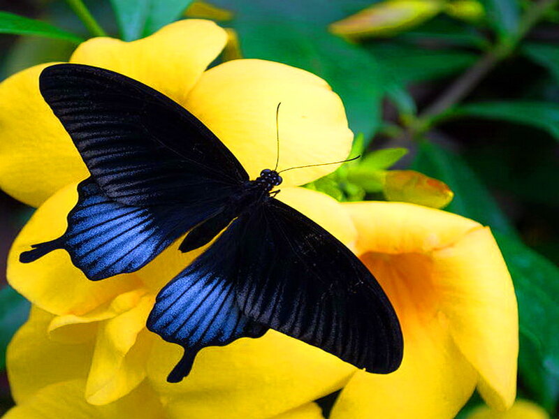 Black Butterfly on Flower — Yellow, Serene