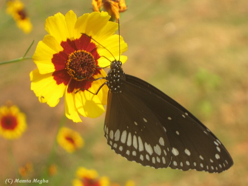 Black Butterfly on Flower — Yellow