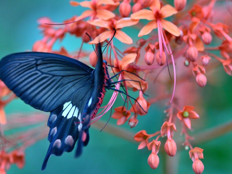 Black Butterfly on Flowers — Blue, Serene