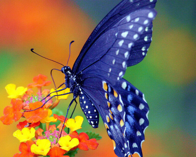 Black Butterfly on Flowers — Blue