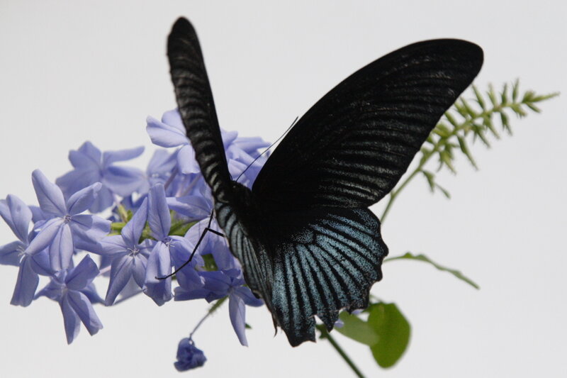 Black Butterfly on Flowers — Calm, Photograph