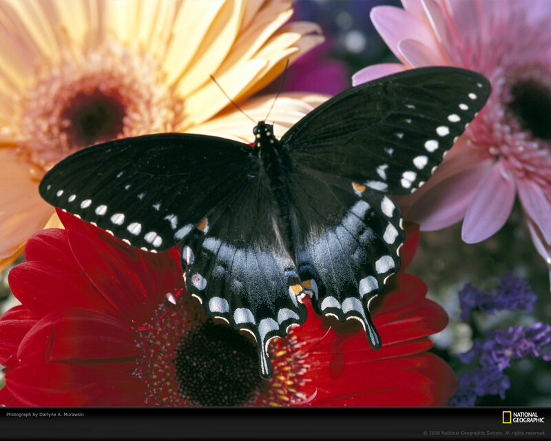 Black Butterfly on Flowers — Calm