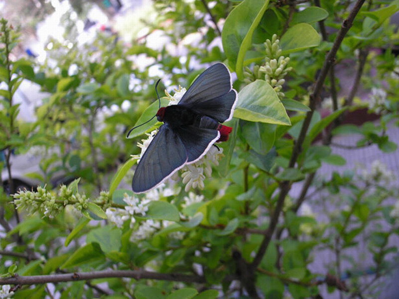 Black Butterfly on Flowers — Green, Calm, Afternoon, Photograph