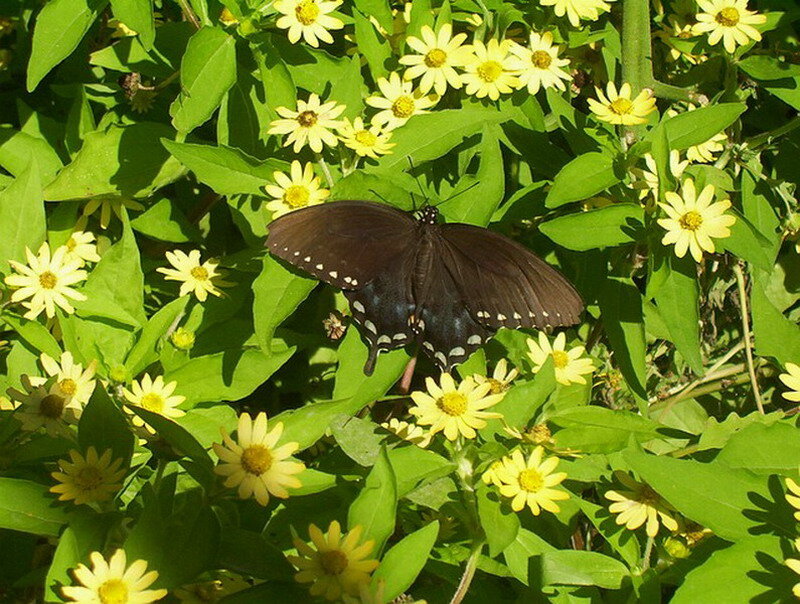 Black Butterfly on Flowers — Green, Calm, Afternoon