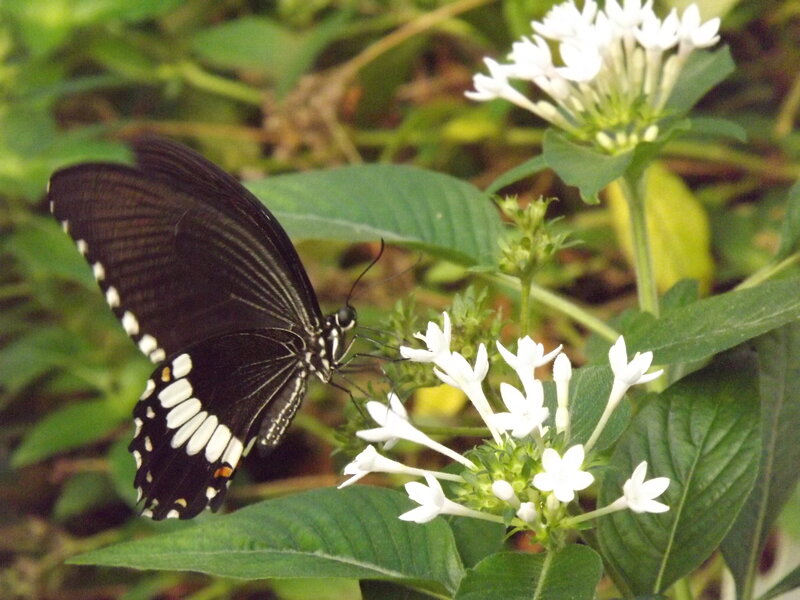 Black Butterfly on Flowers — Green, Calm