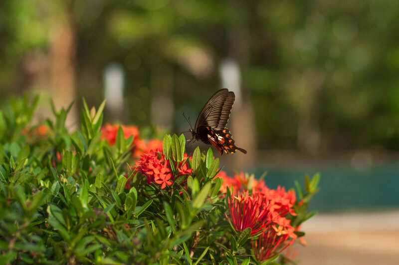 Black Butterfly on Flowers — Green, Serene