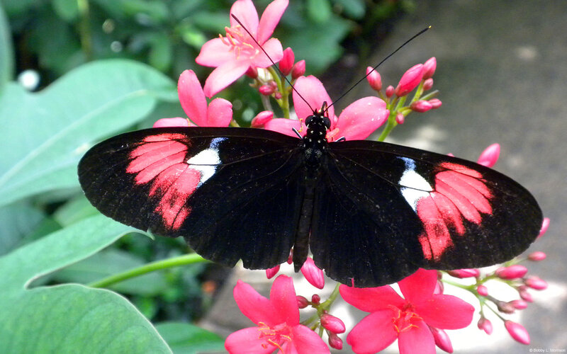 Black Butterfly on Flowers — Natural