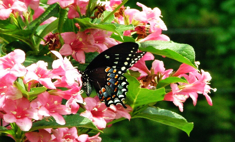Black Butterfly on Flowers — Pink, Serene