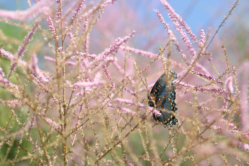 Black Butterfly on Flowers — Pink