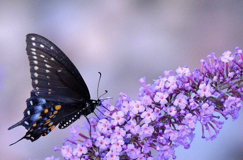 Black Butterfly on Flowers — Purple