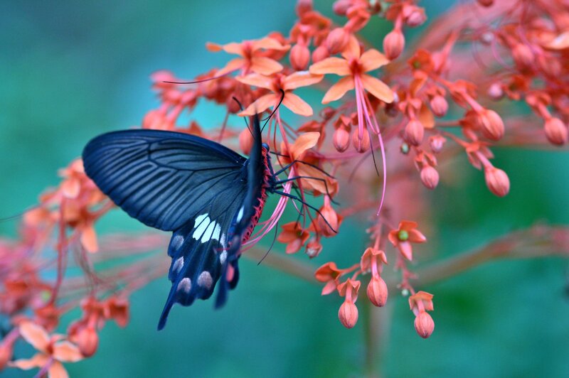 Black Butterfly on Flowers — Serene, Photograph