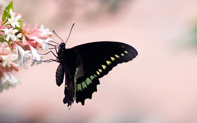 Black Butterfly on Flowers — Serene, Spring