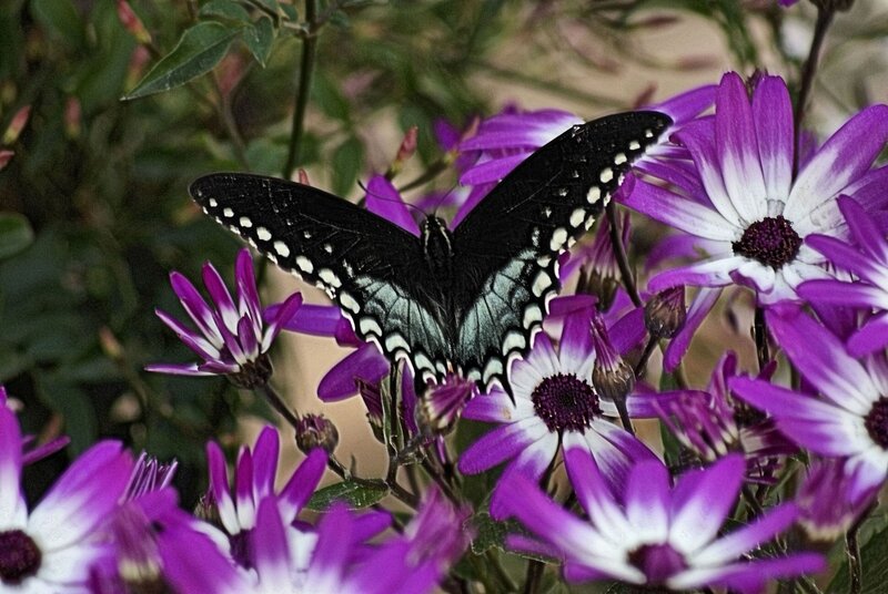 Black Butterfly on Flowers