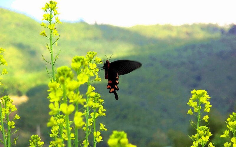 Black Butterfly on Flowers — Yellow